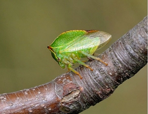 Adulte de cicadelle bubale, <i>Strictocephala bisonia</i> sur pommier (photo G.Orain, INRA)