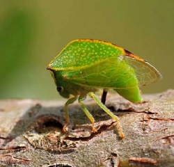 Adulte de cicadelle bubale (<i>Strictocephala bisonia</i>) sur pommier (photo G.Orain, INRA)