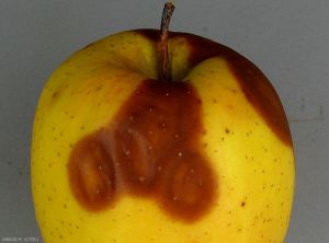 Symptômes sur pomme (variété Tentation) de<i> Neofabraea alba</i> - gloeosporiose commune (photo M. Giraud, CTIFL) 