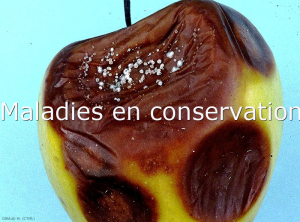 Symptômes sur pomme (variété Golden) de<i> Neofabraea alba</i> - gloeosporiose commune (photo M. Giraud, CTIFL) 