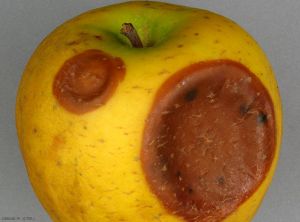 Symptômes sur pomme (variété Chantecler) de<i> Neofabraea alba</i> - gloeosporiose commune (photo M. Giraud, CTIFL) 