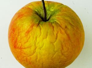 Flétrissement de cette pomme de variété Gala (photo M. Giraud, CTIFL)