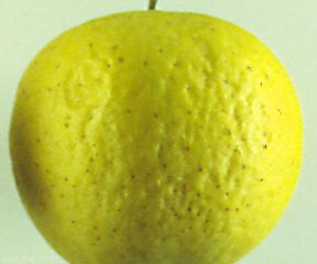 Flétrissement d'une pomme (photo M. Giraud, CTIFL)