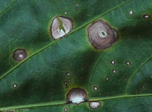 Détail des motifs concentriques se formant au l'intérieur des taches de cercosporiose sur feuille de piment. <i>Cercospora</i> sp. 