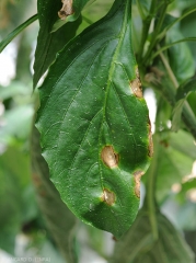 Taches foliaires brunâtres situées sur e limbe et en périphérie. de teinte brunâtre, on y distingue de discrets motifs concentriques. <i>Cercospora</i> sp. (cercosporiose)