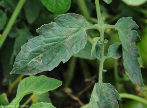 Sur cette foliole de tomate, les taches de cercosporiose sont plutôt discrètes.  leur contour est mal défini, et leur teinte est jaune brunâtre. <i>Pseudocercospora fuligena</i> 