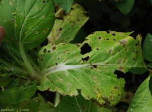 De nombreuses taches se sont plus ou moins développées sur les feuilles basses de ce pied de chou. Elles finissent par jaunir et se nécroser.  <i>Cercospora brassicae</i> (cercosporiose)