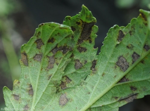 Aspect de taches de cercosporiose à la face inférieure d'une feuille de gombo. Les tissus centraux sont maintenant bien nécrosés et la sporulation à en partie disparue. <i>Cercospora</i> sp. 