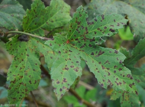 Feuille de gombo montrant différents stades d'évolution des lésions à la face supérieure du limbe : humides et sombres, puis chlorotiques et enfin nécrotiques et brun rougeâtre.  <i>Cercospora</i> sp. (cercosporiose)