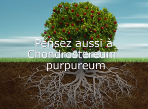 Diagnostic-Chondrostereum