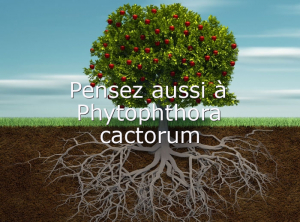 Diagnostic-Phytophthora