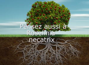 Diagnostic-Roselinia