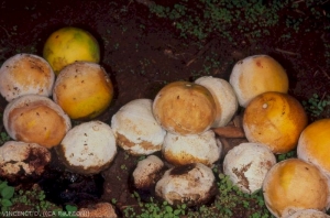 Fruits piqués au sol avec Penicillium