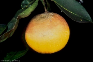 Phytophthora sur fruit
