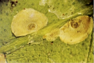 Femelle et larve mâle de 2ème stade de Pseudaonidia tribitiformis 