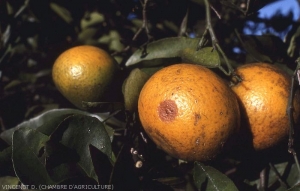 Piqure mouche des fruits sur agrume