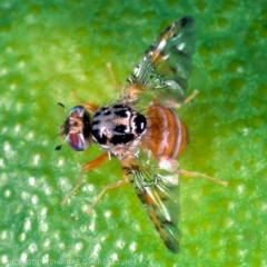 Ceratitis capitata 4