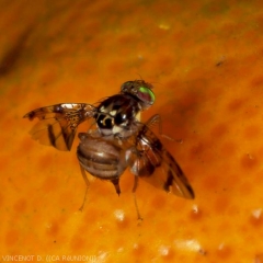 Ceratitis quilicii sur agrume
