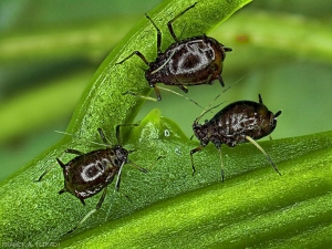 Toxoptera citricidus