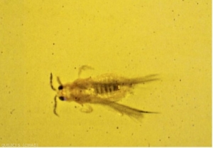 Adulte de Scirtothrips aurantii 