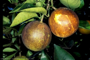 Dégâts de Phytopte sur orange