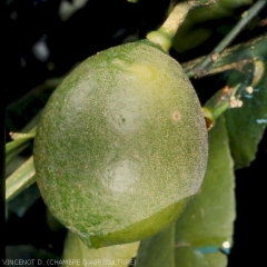 Dégâts de Tarsonème sur citron