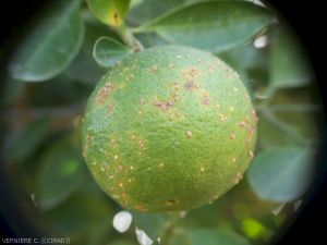 Chancre citrique sur fruit