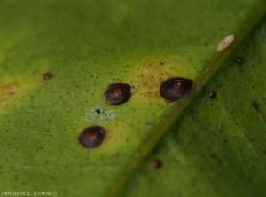 Chrysomphalus aonidum sur feuilles