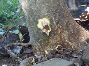 Phytophthora sur tronc
