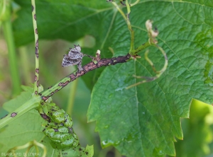 L'extrémité de cette jeune pousse est presque entièrement altérée. Les jeunes feuilles aux tissus tendres  sont entièrement nécrosées, tandis que de nombreuses lésions chancreuses, parfois confluantes, couvrent la tige herbacée. <i><b>Elsinoë ampelina</b></i> (Anthracnose)