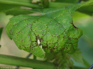 Détail de jeunes lésions sur feuilles de vigne.  <i><b>Elsinoë ampelina</b></i> (Anthracnose)