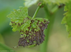 Sur cette jeunes feuille, les lésions se sont rapidement étendues et ont conflué. Au final, une forte proportion du limbe est lésée et a pris une teinte brun rougeâtre. <i><b>Elsinoe ampelina</b></i> (Anthracnose)