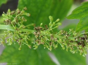 Les inflorescences affectées brunissent plus ou moins partiellement. <i><b>Elsinoë ampelina</b></i> (Anthracnose)