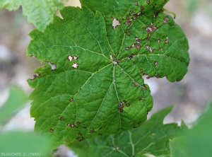 Les tissus foliaires nécrosés finissent par se déchirer, se décomposent et chutent parfois, conférant au limbe un aspect criblé.  <i><b>Elsinoë ampelina</b></i> (Anthracnose)