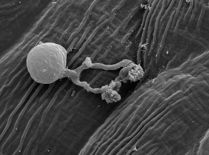 Zoospore de <i>Plasmopara viticola</i> ayant germé à la surface d'une feuille de vigne (vue au microscope à balayage)  <b>Mildiou de la vigne</b>. (Nathalie PICHON)