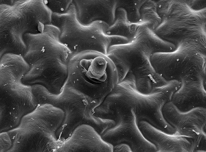 Ebauche d'un sporangiophore sortant d'un stomate sur feuille de vigne.  (vue au microscope à balayage) <i>Plasmopara viticola</i> <b>Mildiou de la vigne</b>. (Nathalie PICHON)