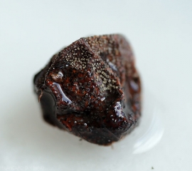 Baie de raisin ratatinée couverte d'une forte densité de pycnides. <i><b>Pilidiella diplodiella</i></b> (rot blanc - white rot)