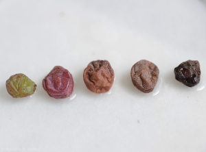Exemple d'évolution de symptômes sur baies de raisin affectées par le rot blanc. Celles-ci se ratatinent de plus en plus. <i><b>Pilidiella diplodiella</i></b> (white rot)