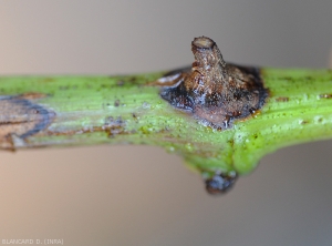 Lésion brune à noirâtre sur jeune pousse s'initiant autour d'un noeud .  <i><b>Pilidiella diplodiella</b></i>  (rot blanc - white rot)