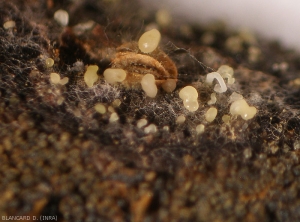 Les spores sont libérées en masse des pycnides sous la forme de formations muqueuses jaunâtres. <i><b>Pilidiella diplodiella</b></i> (rot blanc - white rot)