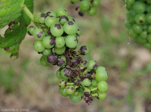 Sur cette grappe, certaines baies sont entièrement lésées. On peut mesurer les potentialités destructrices d'<i><b>Elsinoë ampelina</b></i> sur vigne. (anthracnose)