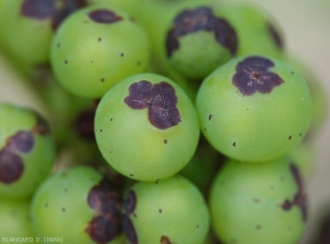 Détail de lésions circulaires sur  baies de raisin. De teinte plus claire en leur centre, elles sont brun rougeâtre à noires en périphérie. <i><b>Elsinoë ampelina</b></i> (anthracnose)