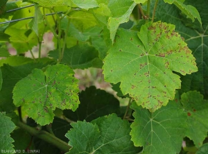 Attention à ne pas confonde sur certains cépages les taches foliaires d'anthracnose (feuille gauche) à celles de mildiou (feuille de droite) <i><b>Elsinoë ampelina</b></i>. (Anthracnose)