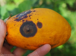 Détail d'une large lésion d'anthracnose sur fruit d'aubergine. Notez la présence de minuscules amas muqueux saumon répartis de façon concentrique. <i>Colletotrichum</i> sp. 