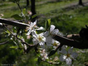 prunier-floraison
