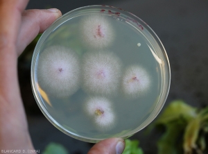 Aspect de colonies mycéliennes de <b><i>Fusarium oxysporum</i> f. sp. <i>lactucae</i></b> sur milieu Malt-Agar. chaque colonie s'est développée à partir de fragments de tissus vasculaires prélevés dans le pivot de plantes affectées. ("fusarium wilt")