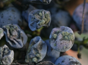 Détail des coussinets verdâtres présents sur les baies de raisin. Pourritures à <b><i>Cladosporium</i></b>