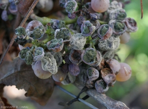 Baies de raisins affectées soit par un <b><i>Cladosporium</i></b> (coussinets verts) soit par <i>Botrytis cinerea</i> (moisissure grise).