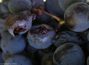 Baies de raisin de cépage noir plus ou moins affectées par la <b>pourriture acide</b>. La pellicule d'une des baies s'est fendue.