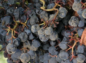 En fin de saison, le développement de  <b><i>Botrytis cinerea</i></b> sur baie de raisin peut être impressionnant ! L'ensemble des baies finissant par être recouvertes par la moisissure grise.